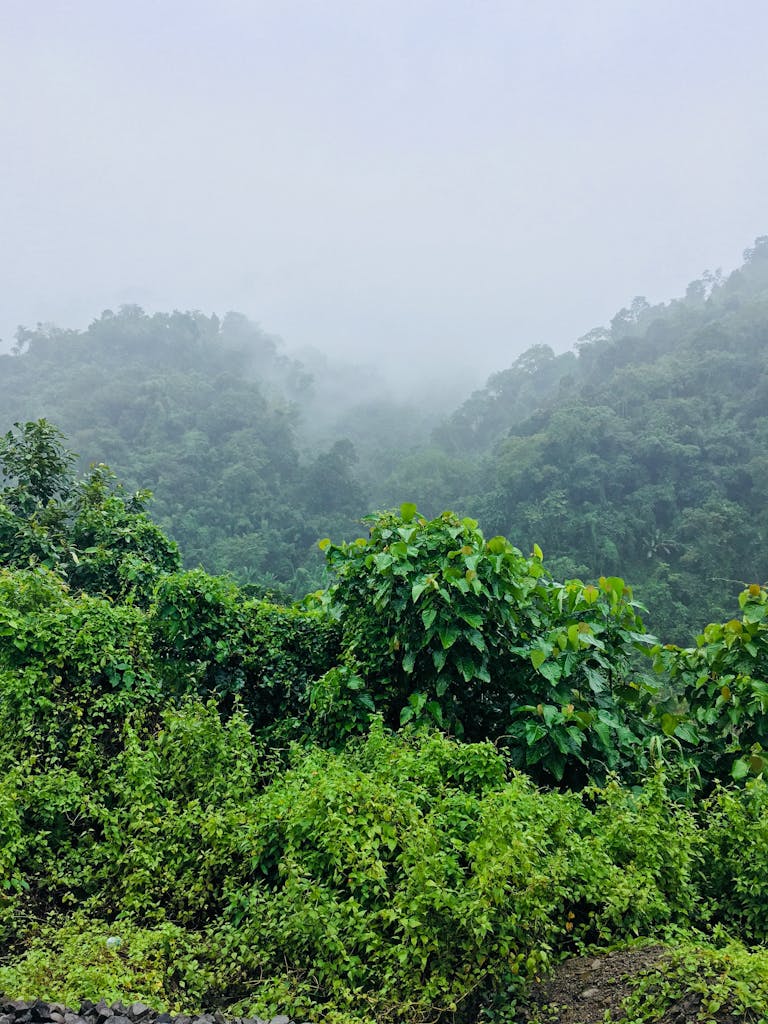 Green Leafed Plants Under Foggy Morning